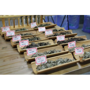 有青味的白茶一定不好？一分钟辨别青香和青