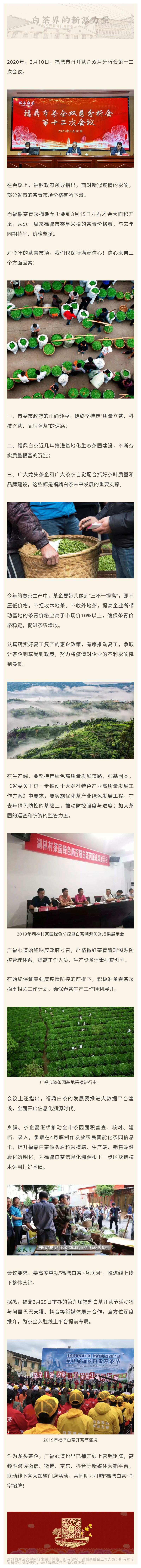 政府带头提振信心！福鼎白茶源头、生产两端高强度防控|心动态(图1)