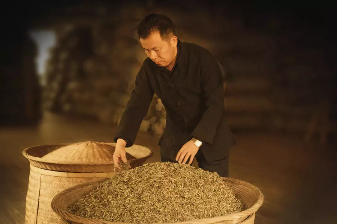20000多次采摘才能制成500g的白毫银针，如何辨别？