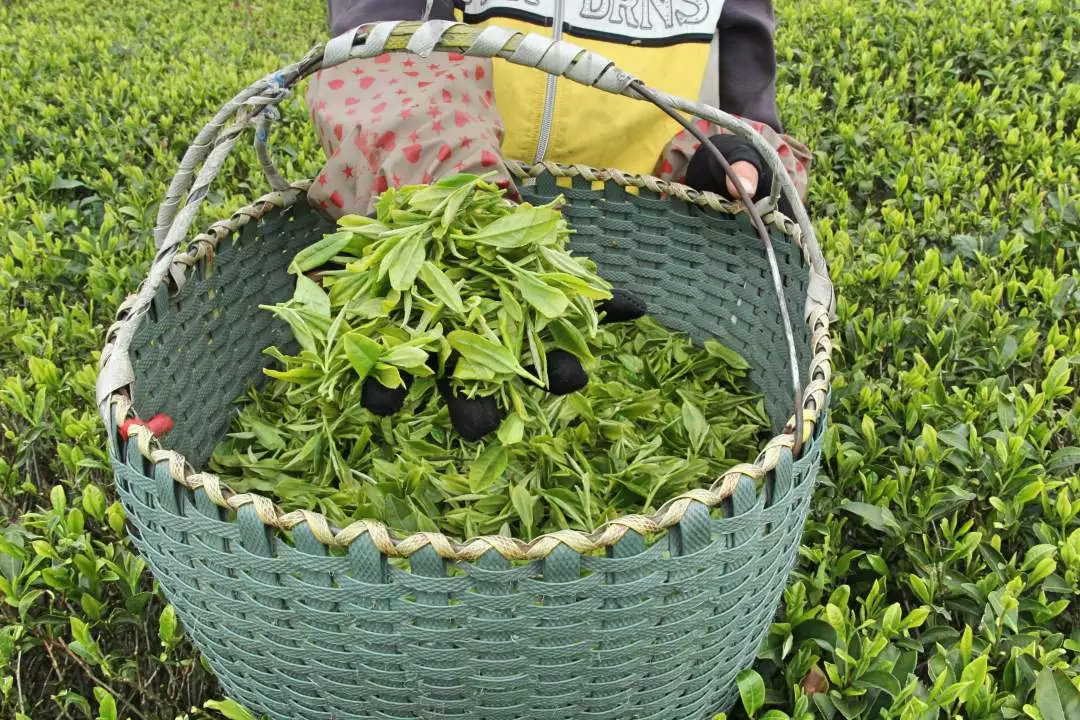 有青味的白茶一定不好？一分钟辨别青香和青臭！