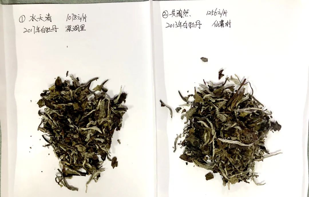 带君领略老白茶之味，广福心道石家庄站村落品鉴会精彩回顾(图5)