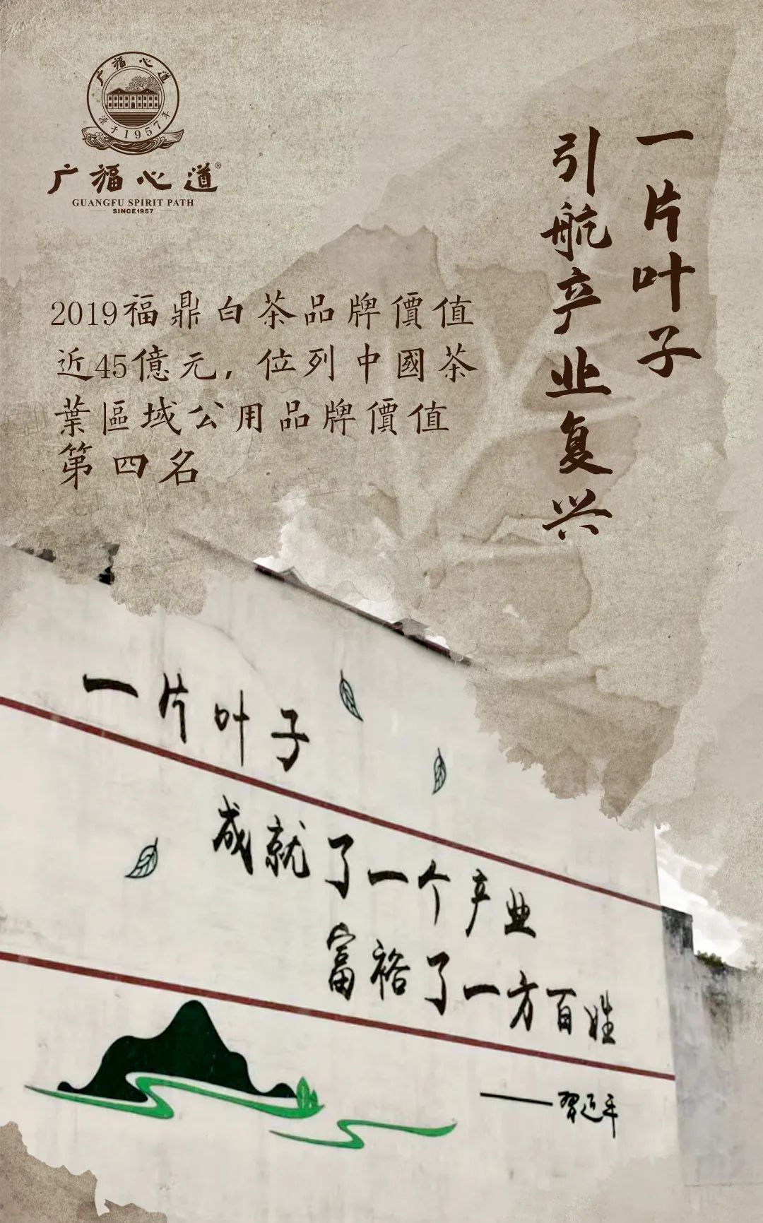 “复兴道，福心道”11年老寿眉展福鼎古味！(图3)