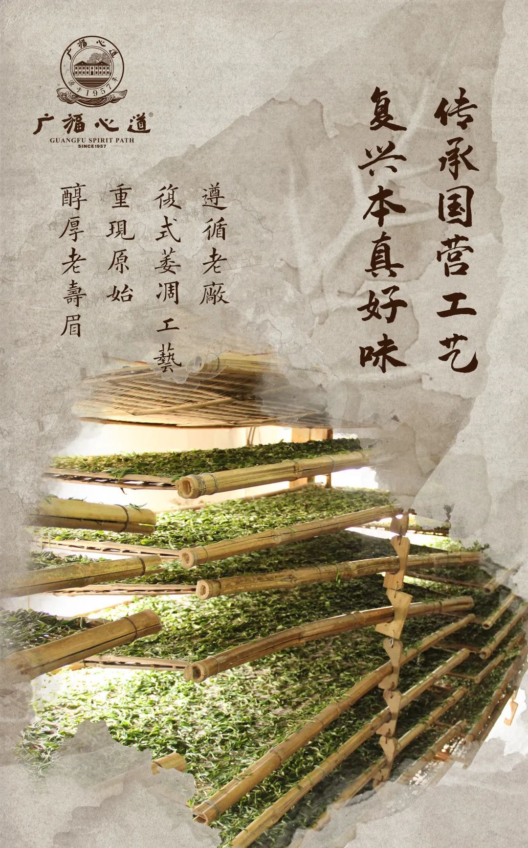 “复兴道，福心道”11年老寿眉展福鼎古味！(图7)