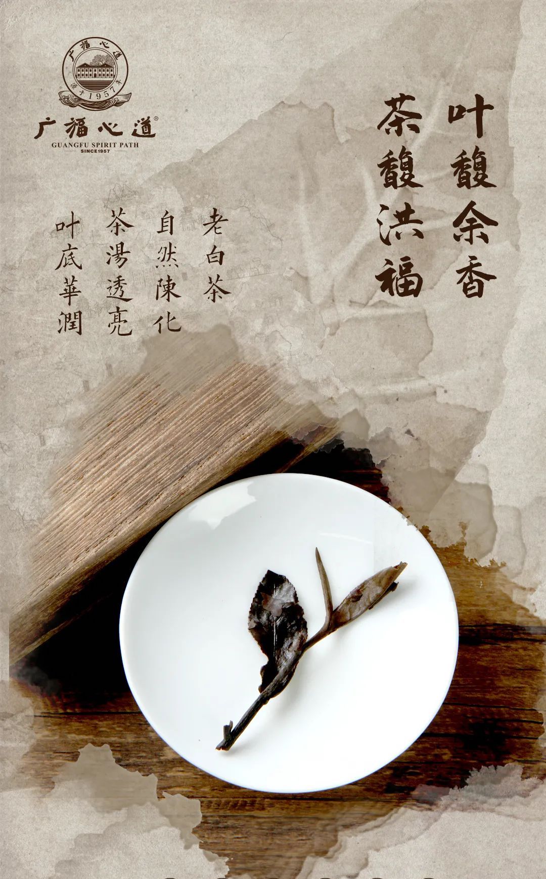 “复兴道，福心道”11年老寿眉展福鼎古味！(图14)