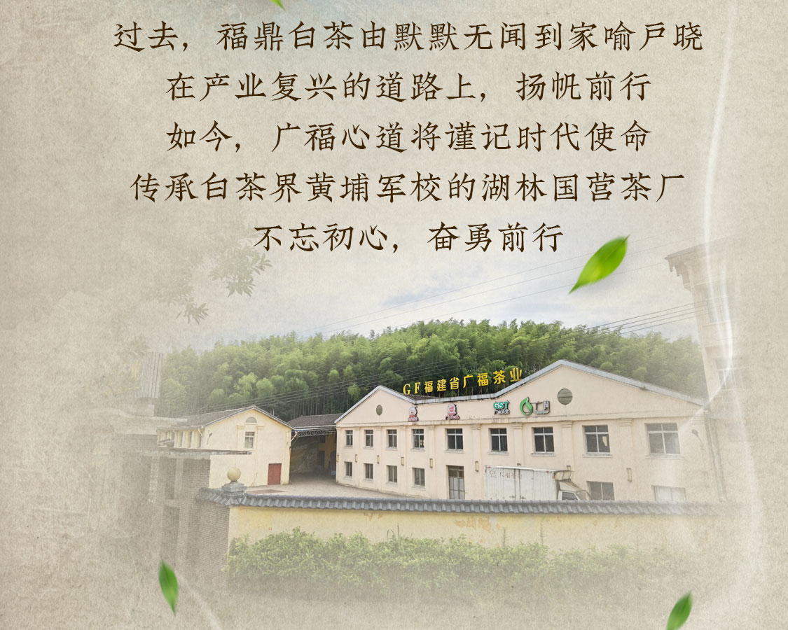 福心道：复兴福鼎白茶真“古”味！(图4)