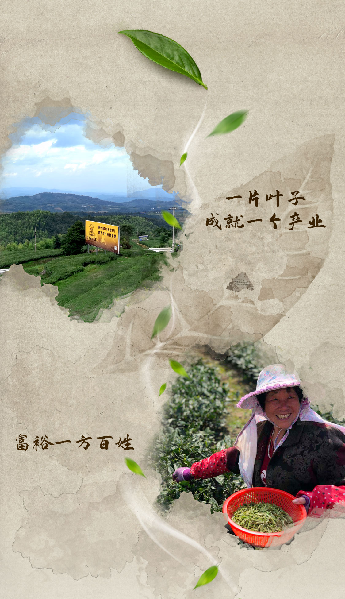 福心道：复兴福鼎白茶真“古”味！(图1)