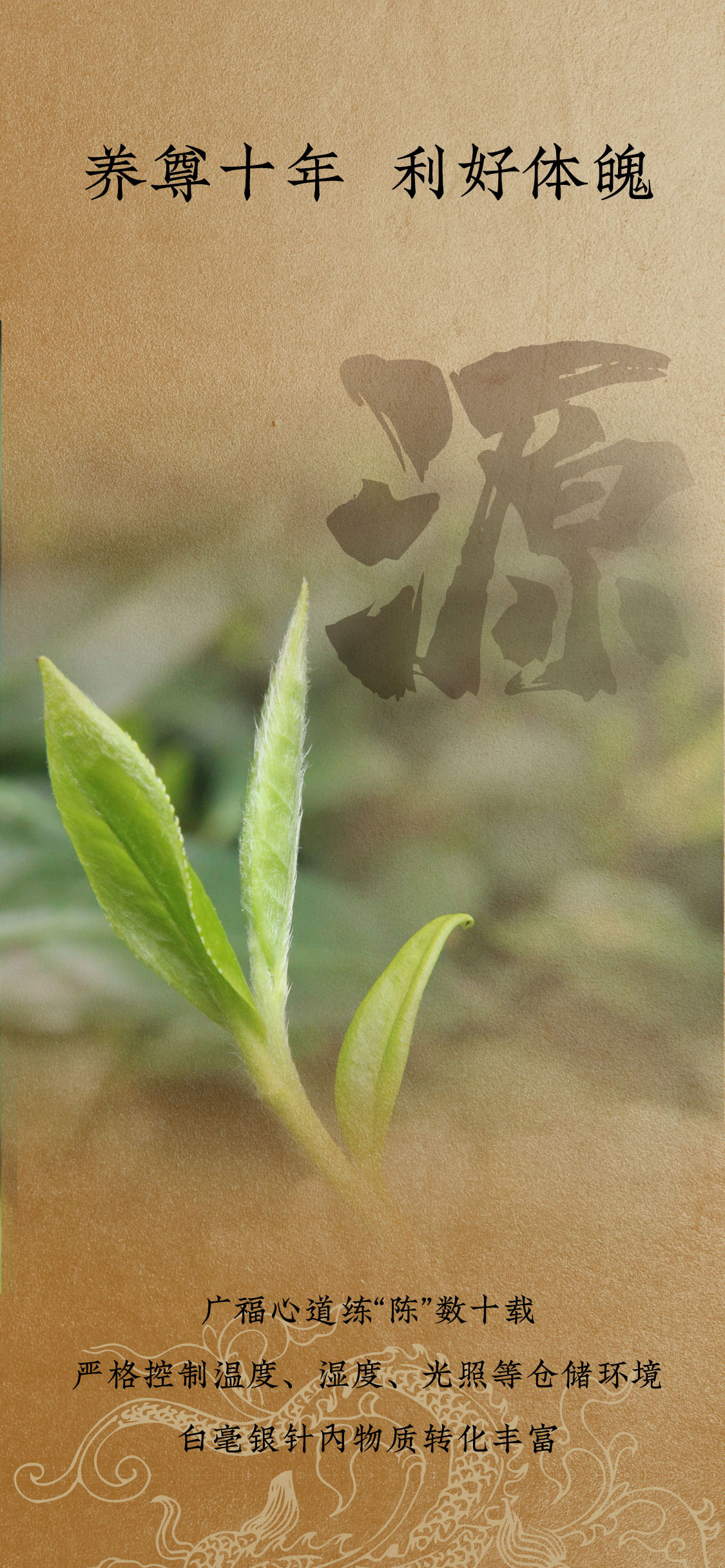 九五至尊2010年白毫银针：金针登场，笑傲江湖(图6)