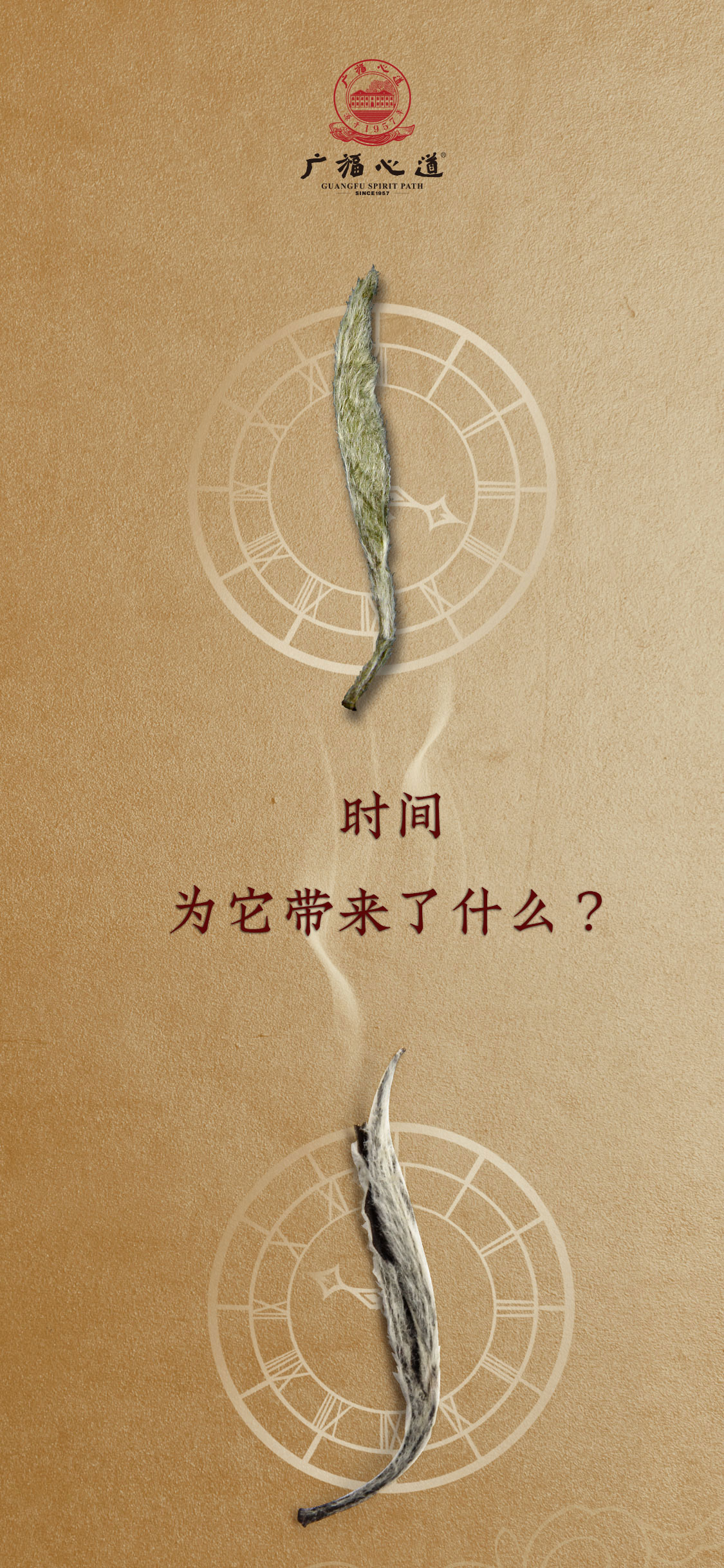 九五至尊2010年白毫银针：金针登场，笑傲江湖(图1)