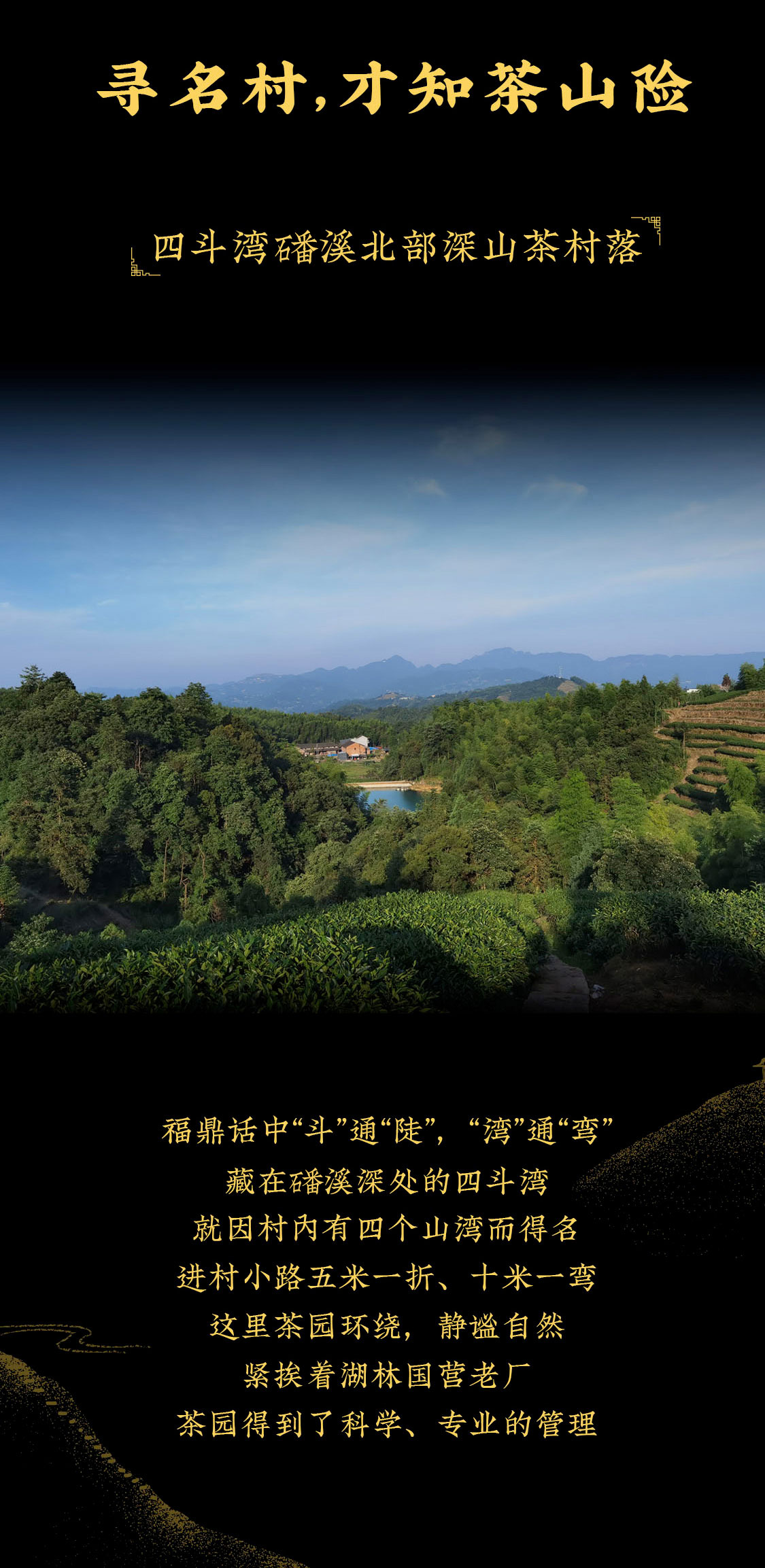 至爱月满湾，源于明星茶村的极致“香郁”|心道测评(图3)