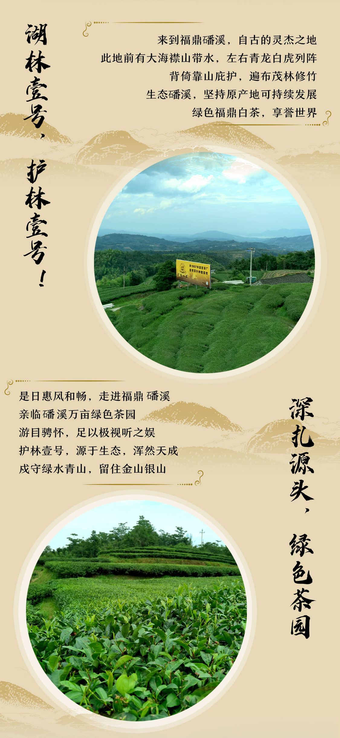 湖林壹号2021：万里茶海绿茫茫，护林护民路漫漫|心道测评(图2)