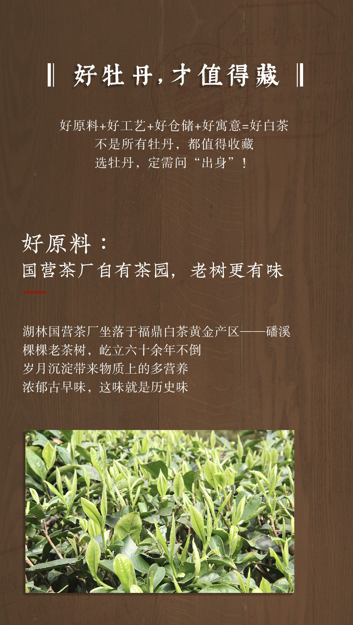 臻藏牡丹：家族传承臻品，5斤牡丹，百年香传(图6)