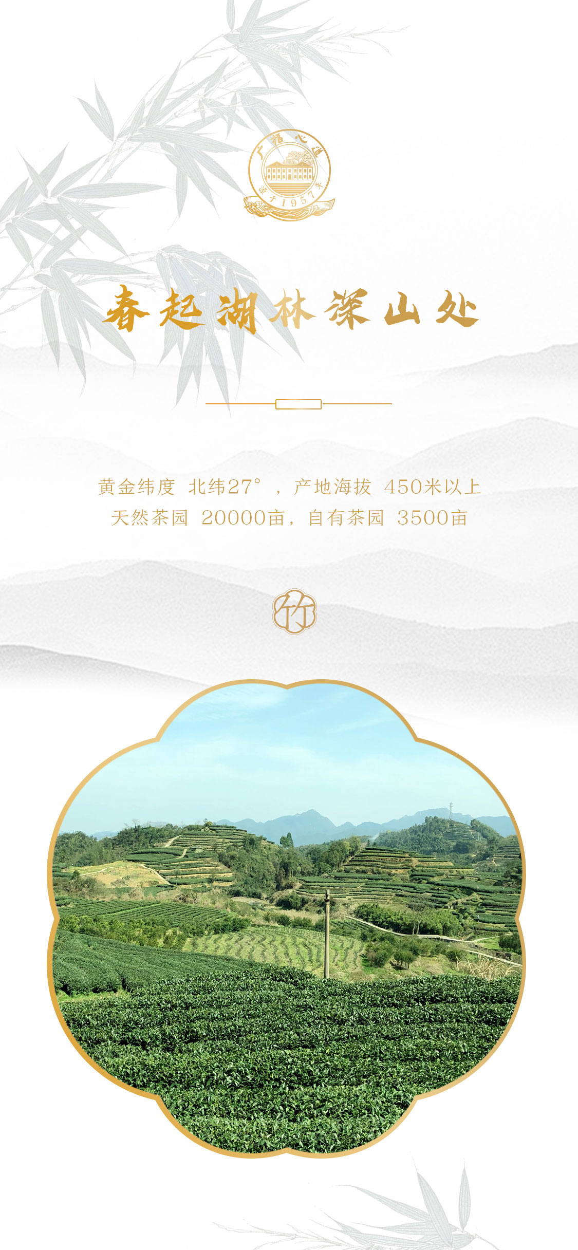 翠竹2021：第四代翠竹，有啥惊喜？(图1)