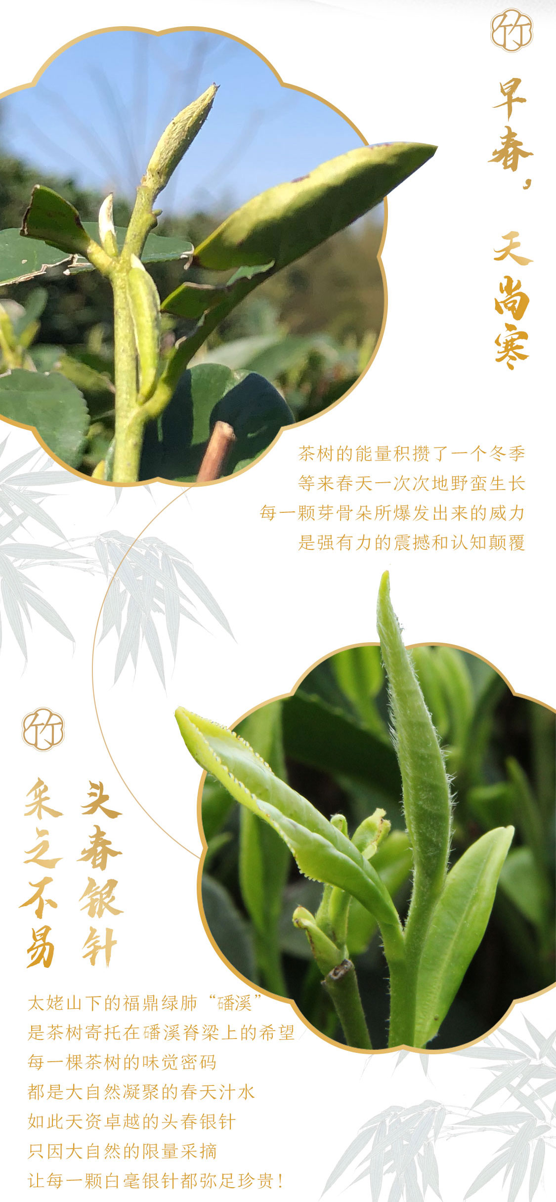 翠竹2021：第四代翠竹，有啥惊喜？(图3)