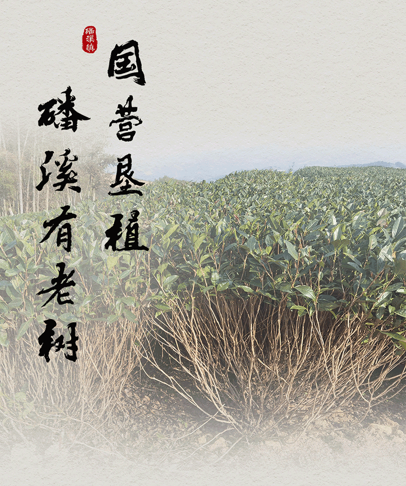 磻溪银针(图6)