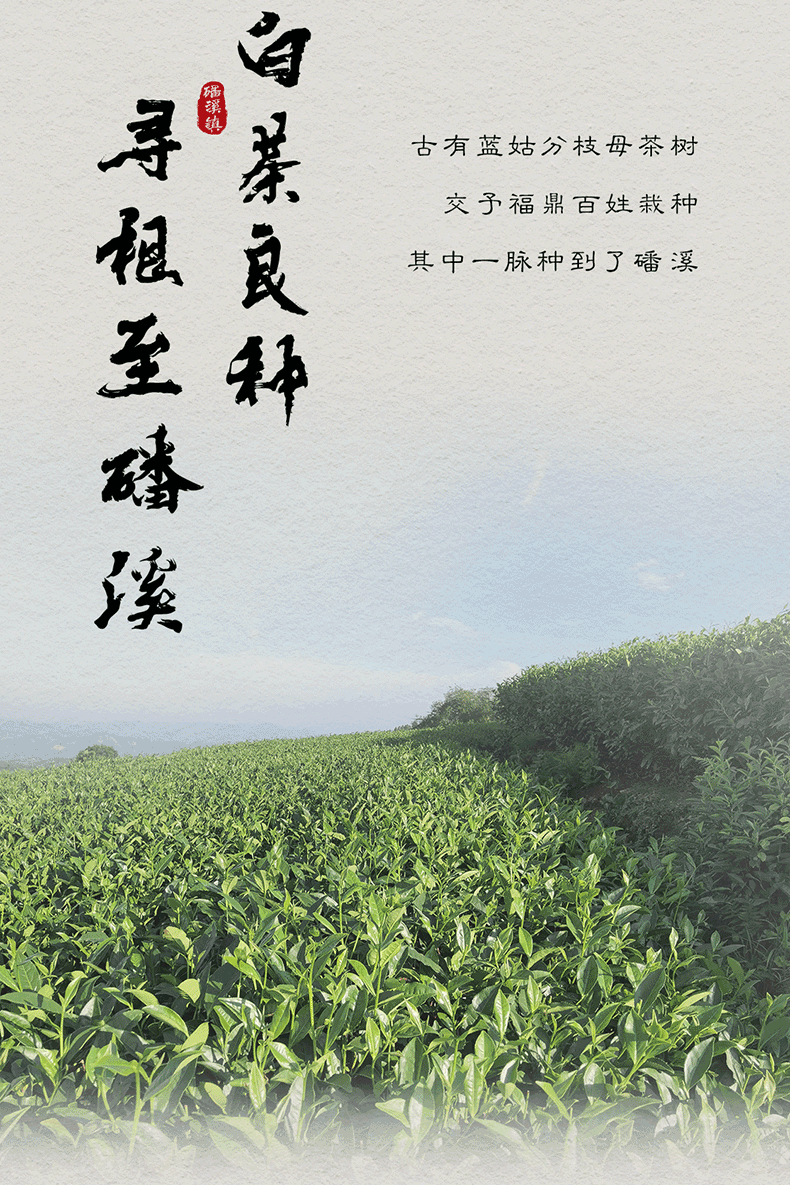 磻溪银针(图3)